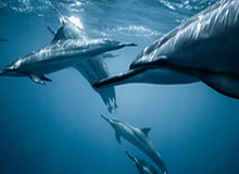 开云体育官网-张稀哲谈留洋：不理解球员为啥要参加车展；德布劳内非常顶级